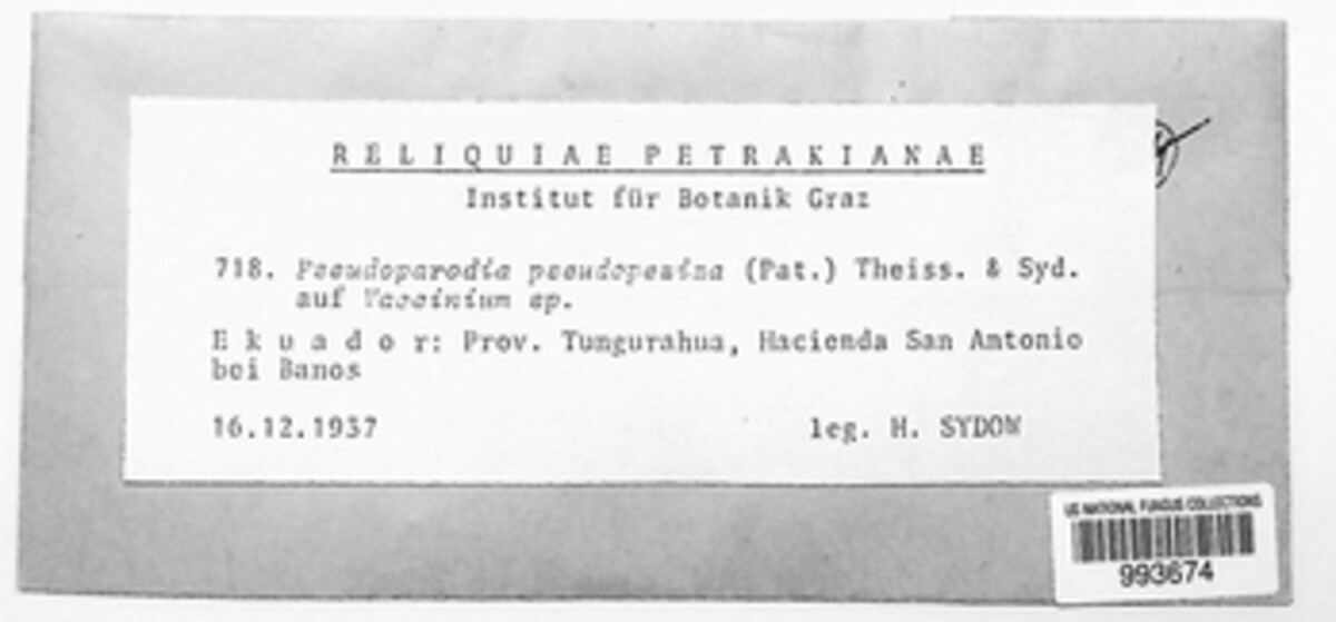 Pseudoparodia pseudopeziza image
